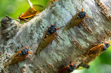 17 yıllık ağustos böceği, Magicicada cassini, her 17 yılda bir Kuzey Amerika 'da çok sayıda olarak ortaya çıkar ve çoğu zaman kur yapma süreçlerini büyük ekranlarda senkronize eder. 1852 'de tanımlandı, John Cassin' den sonra isimlendirildi..
