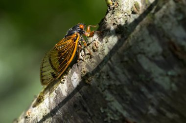 The 17-year cicada, Magicicada cassini, emerges in vast numbers in North America every 17 years, often synchronizing their courtship in massive displays. Described in 1852, named after John Cassin. clipart