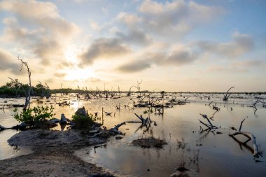 Güneş, Yucatan 'ın mangrov bataklığının üzerinde batarken bulutsuz bir günde pitoresk bir gökyüzü beliriyor ve doğanın huzurlu tuvalinin üzerine büyüleyici renkler döküyor..