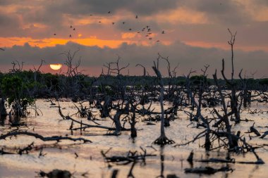 Güneş, Yucatan 'ın mangrov bataklığının üzerinde batarken bulutsuz bir günde pitoresk bir gökyüzü beliriyor ve doğanın huzurlu tuvalinin üzerine büyüleyici renkler döküyor..