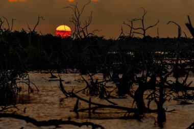 Güneş, Yucatan 'ın mangrov bataklığının üzerinde batarken bulutsuz bir günde pitoresk bir gökyüzü beliriyor ve doğanın huzurlu tuvalinin üzerine büyüleyici renkler döküyor..