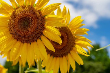 Uçsuz bucaksız bir altın ayçiçeği tarlası ılık yaz melteminde usulca sallanıyor, parlak kafaları gökyüzüne dönüyor. Yumuşak beyaz bulutlar mavi boyunca sürükleniyor, dingin, güneşli manzaraya derinlik katıyor..