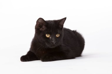 Siyah bir kedi yavrusu bir stüdyo ortamında çalış