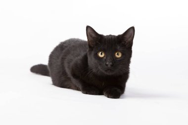 Oyuncu siyah bir kedi yavrusu bir stüdyo ortamında sevimli pozlar veriyor, parlak kürkü beyaz arka planla keskin bir tezat oluşturuyor, büyüleyici ve minimalist bir görsel sahne yaratıyor..