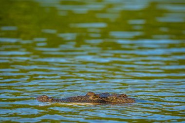 Yalnız bir timsah Yucatan Yarımadası 'nın yeşil sularında süzülür, gözleri sessizce yüzeyi tarar, sabırla zengin, kaynayan ekosistemde bir sonraki yemeğini arar..