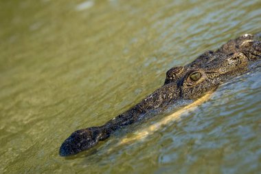 Yalnız bir timsah Yucatan Yarımadası 'nın yeşil sularında süzülür, gözleri sessizce yüzeyi tarar, sabırla zengin, kaynayan ekosistemde bir sonraki yemeğini arar..
