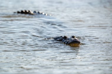 Yalnız bir timsah Yucatan Yarımadası 'nın yeşil sularında süzülür, gözleri sessizce yüzeyi tarar, sabırla zengin, kaynayan ekosistemde bir sonraki yemeğini arar..
