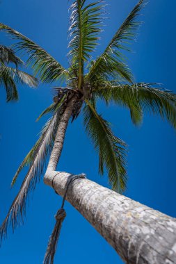 Muhteşem Yucatan Vista: Gök mavisi ve zümrüt suları Karayip ticaret rüzgarlarında sallanan hindistan cevizi ağaçları gibi harmanlanarak nefes kesici bir tropikal manzara yaratıyor.
