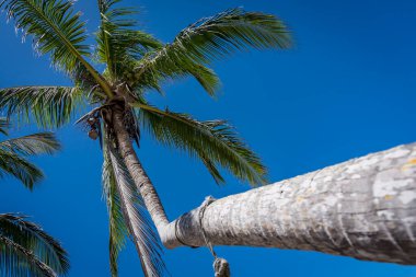 Muhteşem Yucatan Vista: Gök mavisi ve zümrüt suları Karayip ticaret rüzgarlarında sallanan hindistan cevizi ağaçları gibi harmanlanarak nefes kesici bir tropikal manzara yaratıyor.