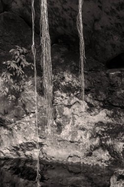 Cuzama, Yucatan, Meksika 'daki güzel sularda.