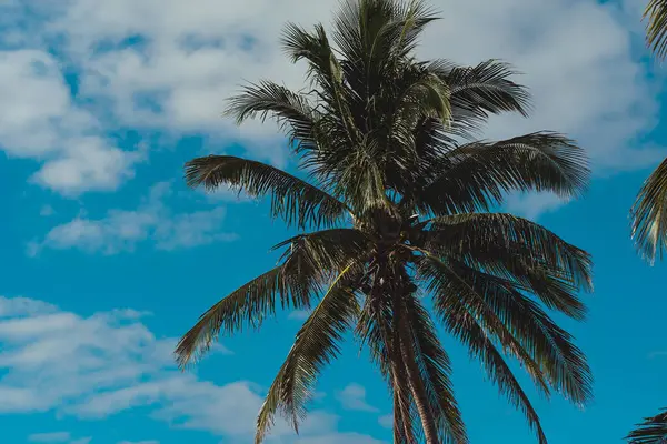 Karayip cenneti açılır: Turkuaz sular, gök mavisi ve sallanan palmiyeler el değmemiş sahil sahnesi boyunca nefes kesici bir sahil manzarası yaratır..