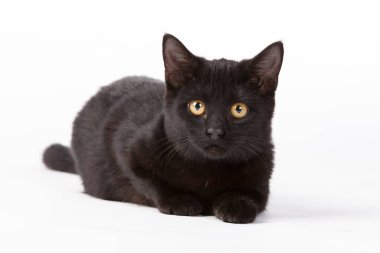 Siyah bir kedi yavrusu bir stüdyo ortamında çalış
