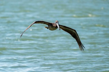 Güzel bir pelikan, Yucatan Yarımadası 'nın sularında süzülerek yüzeyi keskin gözlerle tarar ve bir sonraki yemeği için dalışa hazır hale gelir. Altın güneş ışığı dalgalardan yansıyarak zarif avını çerçeveler..