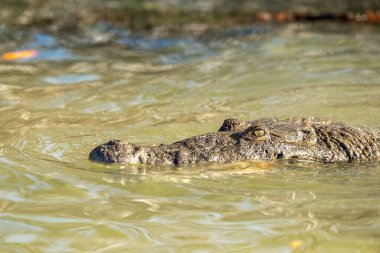 Yalnız bir timsah Yucatan Yarımadası 'nın yeşil sularında süzülür, gözleri sessizce yüzeyi tarar, sabırla zengin, kaynayan ekosistemde bir sonraki yemeğini arar..