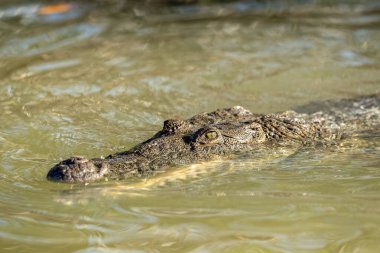 Yalnız bir timsah Yucatan Yarımadası 'nın yeşil sularında süzülür, gözleri sessizce yüzeyi tarar, sabırla zengin, kaynayan ekosistemde bir sonraki yemeğini arar..