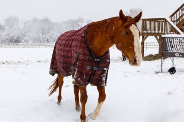  Sıcak bir battaniyeye sarılı yalnız at, yumuşak tanecikler düşerken, karlı bir tarlada sessizce durur, yeri nazikçe kaplar ve huzur dolu bir kış manzarası yaratır..