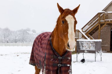  Sıcak bir battaniyeye sarılı yalnız at, yumuşak tanecikler düşerken, karlı bir tarlada sessizce durur, yeri nazikçe kaplar ve huzur dolu bir kış manzarası yaratır..