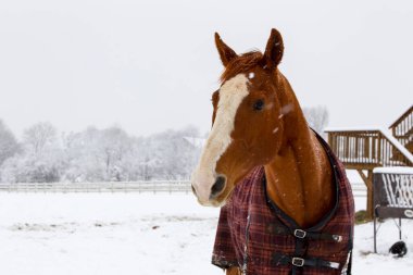 Kış günü tarlada bir at