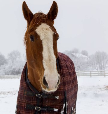  Sıcak bir battaniyeye sarılı yalnız at, yumuşak tanecikler düşerken, karlı bir tarlada sessizce durur, yeri nazikçe kaplar ve huzur dolu bir kış manzarası yaratır..