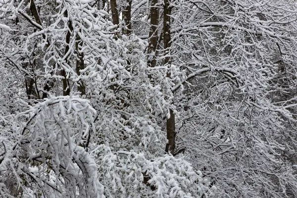 Bir kış gününde yağan karı gösteren bir kış manzarası