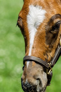 Bir kısrak ve yavrusu, Kentucky at çiftliğindeki yemyeşil bir çayırda yan yana duruyor. Etrafı sarılı tepeler ve kırsal kesimin barışçıl cazibesiyle çevrili..