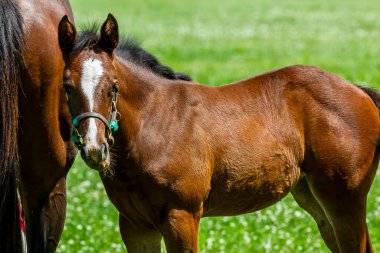 Bir kısrak ve yavrusu, Kentucky at çiftliğindeki yemyeşil bir çayırda yan yana duruyor. Etrafı sarılı tepeler ve kırsal kesimin barışçıl cazibesiyle çevrili..