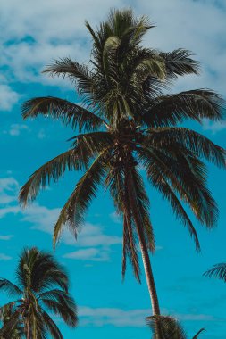 Karayip cenneti açılır: Turkuaz sular, gök mavisi ve sallanan palmiyeler el değmemiş sahil sahnesi boyunca nefes kesici bir sahil manzarası yaratır..