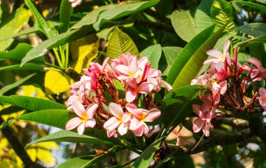 Pembe Frangipani çiçeği mavi gökyüzü arka planıyla ağaçta çiçek açıyor.