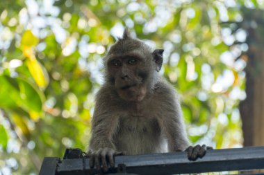 Yakın planda genç bir makakın portresi. Tatlı maymunlar Ubud, Bali ve Endonezya 'nın maymun ormanlarında yaşar..