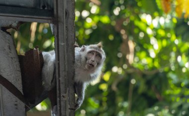 Maymun yeşil arka planda çatıdan aşağıya bakıyor.