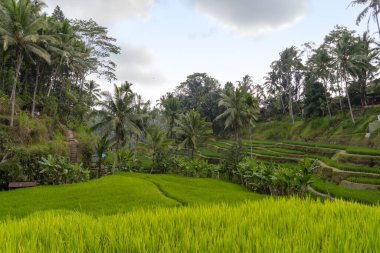 Yeşil bitki örtüsü ve pirinç tarlalarıyla kırsal alan, Endonezya 'daki köy evleri ve tropikal bitkilerle çevrili çiftlikleri paketliyor.