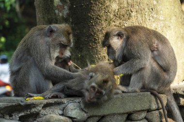 Maymun, bir arkadaşını kürkünden böcek, böcek ya da sevdiği şeyleri ayıklayarak temizliyor. Vahşi maymun bir başkasının korkusunu bitlerden ve böceklerden temizliyor. Asya 'daki hayvanlar