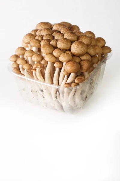 白色背景中分离的塑料容器中新鲜的褐色蘑菇 山核桃蘑菇或Buna Shimeji — 图库照片