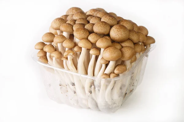 Bunashimeji Brown Beech Mushroom Plastic Container Isolated White Background Horizonta — Stock Photo, Image