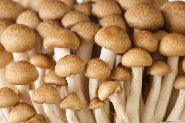 Close Brown Mushrooms Shimeji Beech Mushroom Buna Shimeji Background Horizonta — Stock Photo, Image