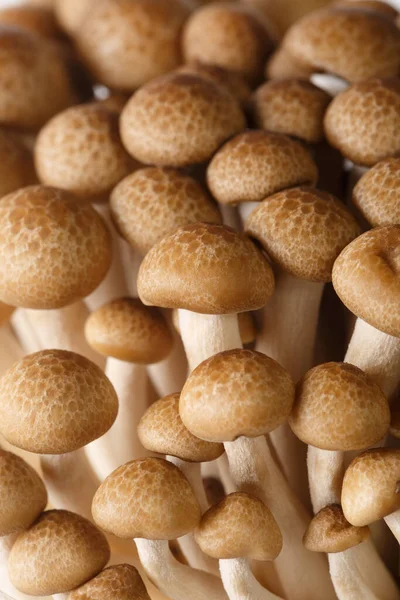 Vista Dall Alto Macroscatto Funghi Marroni Shimeji Fungo Faggio Sfondo — Foto Stock