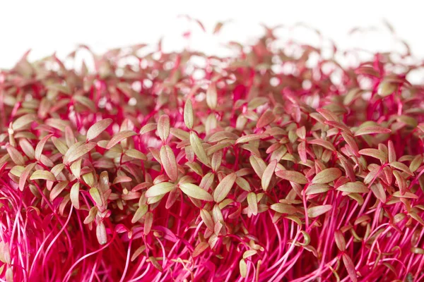 Bright Pink Amaranth Microgreen Plants Macro Isolated White Background Horizonta — Stock Photo, Image