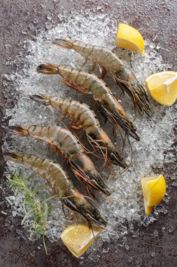Limonlu ve biberiyeli taze pişmemiş siyah kaplan karidesleri masada ezilmiş buzun üzerinde. Yukarıdan dikey üst görünüm