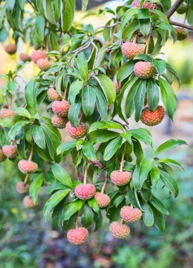 Corpus capitata kilmacurragh gülü güz kırmızısı ve yeşil