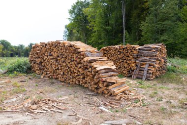 Ormandaki çam ağaçlarının kütükleri, ormanların kesilmesi. Kereste deposu