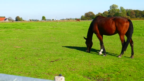 Καφετί Άλογο Που Βόσκει Στο Πεδίο Του Πράσινο Γρασίδι — Αρχείο Βίντεο
