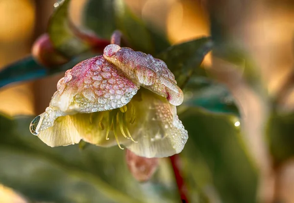 정원에 물방울이 떨어지는 레보우리 오리엔 탈리스의 매크로 — 스톡 사진