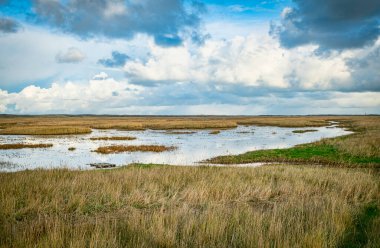 Kum Vadisi Batı Frisian Waddensea adası Texel, Kuzey Hollanda, Hollanda 'daki Slufter Ulusal Parkı
