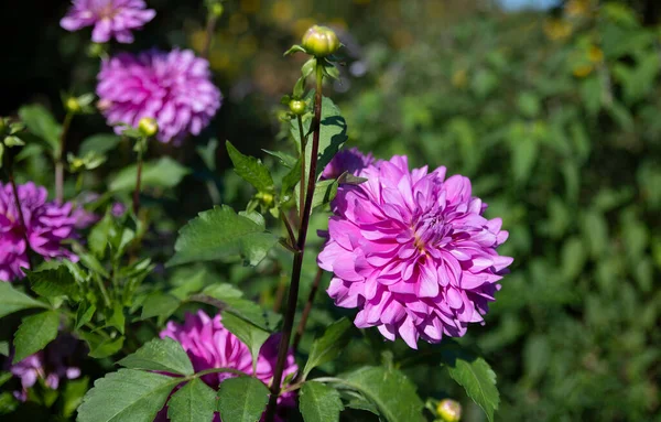 法国莫奈花园中美丽的粉色或紫色大丽花 — 图库照片