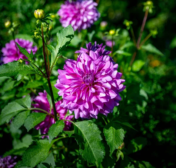 法国莫奈花园中美丽的粉色或紫色大丽花 — 图库照片