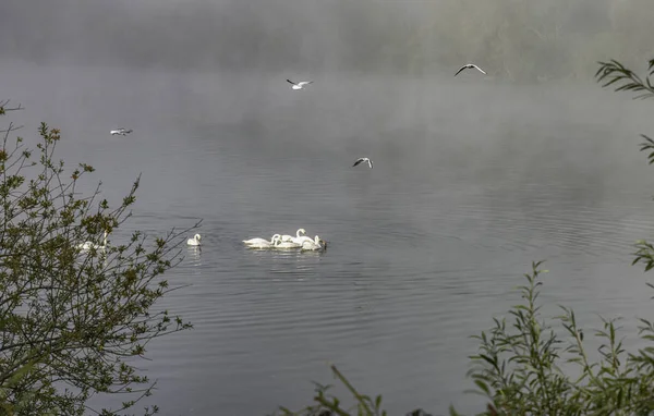 Eine Gruppe Schwäne Und Fliegende Möwen Über Dem Wasser Morgennebel — Stockfoto