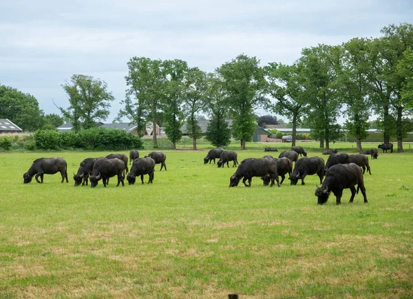 ドイツの畑で水牛の放牧をしていました — ストック写真