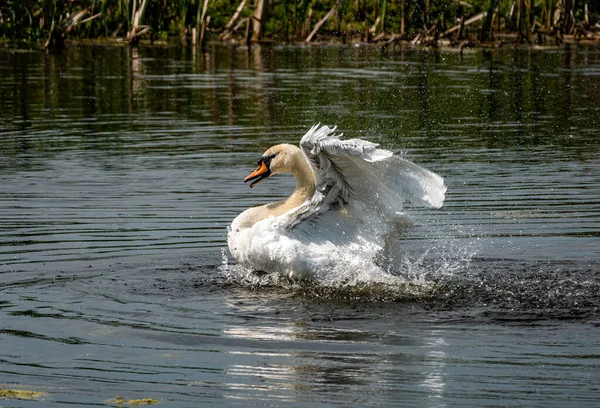 White Mute Swan Stretches Water Wings Spread Wide Lot Waterdrops — Stock Photo, Image