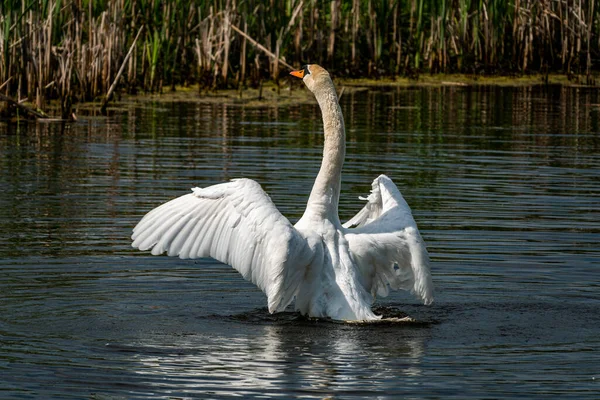 White Mute Swan Stretches Water Wings Spread Wide — Stock Photo, Image