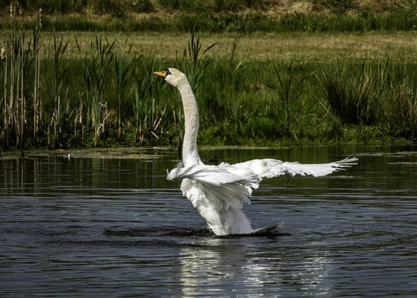 White Mute Swan Stretches Water Wings Spread Wide Lot Waterdrops — Stock Photo, Image
